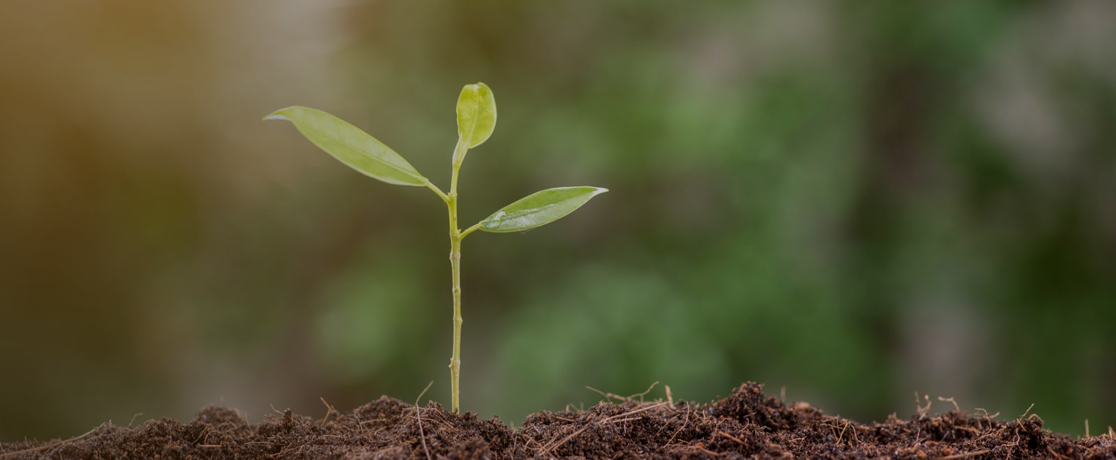 green initiative tree planting